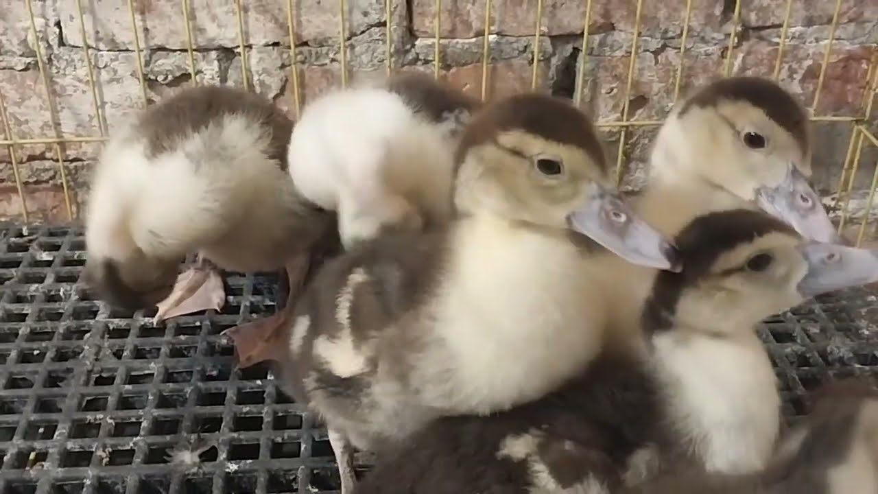 تربيه البط البلدي السوداني 🦆🦆واحلي هديه اول ايام شهر رمضان ❤️❤️