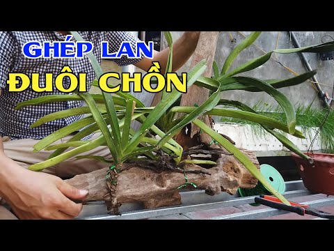 Hướng dẫn ghép lan Đuôi Chồn nhanh ra rễ - Hương Rừng Orchid | Foci