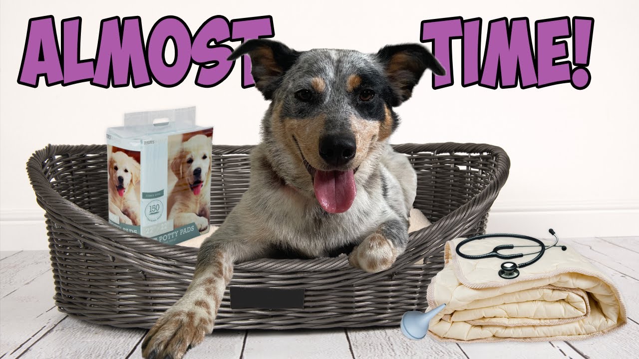 PREPARING MY PREGNANT RESCUE DOG FOR BIRTH! YouTube