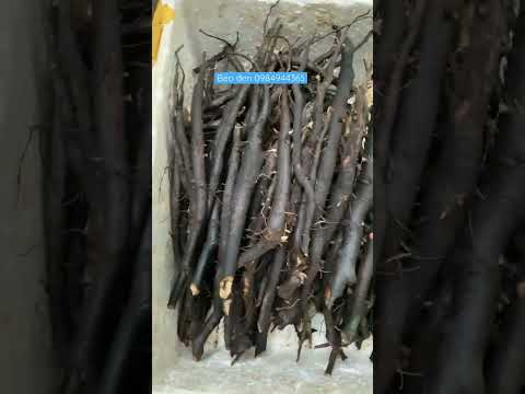 Video Sâm béo đen - youtube
