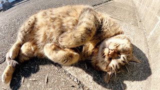 うらめしニャーのポーズでお昼寝するムギワラ猫