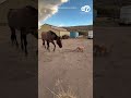 Golden retriever puppy takes horse for a walk