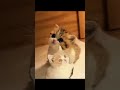 catboy #cat #cutecat #funnycats #cute