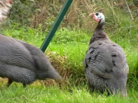 Vidéo: Quels Oiseaux Sont Appelés Pintades