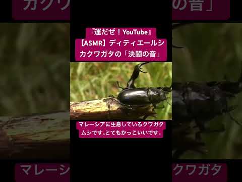 【ASMR】ディティエールシカクワガタの「決闘の音」 #sdgs #クワガタ #虫の音 #insects #sound #昆虫 #bug #asmr #chewing #stagbeetle #yt