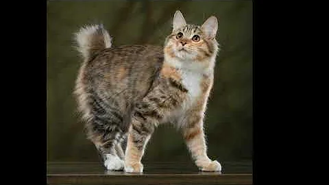 Para que serve os textos de curiosidade?