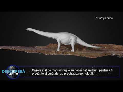 Video: Cea Mai Mare Amprentă De Dinozaur Găsită în Australia - Vedere Alternativă