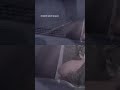 Bodycam Captures Texas Deputy's Hilarious Scream As 'Dead' Deer Wakes Up