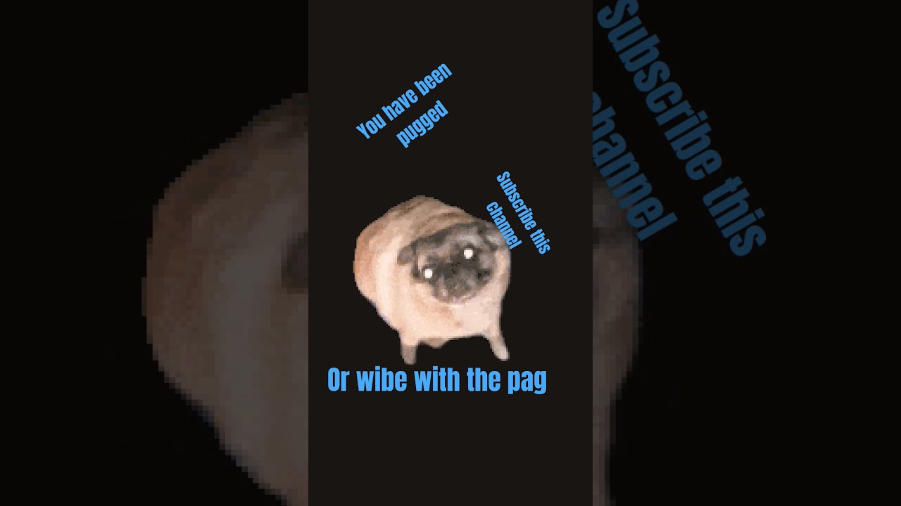 pug - YouTube