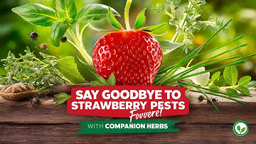 Say Goodbye to Strawberry Pests Forever! Best Herb Companions for a Thriving Garden