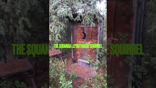 The Squanga Lake Outhouse Squirrel
