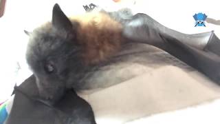 Flying-fox and her twins Riki Velcro and Klingon