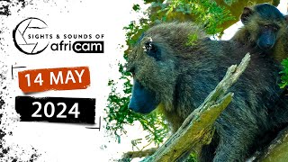 Sights and Sounds of Africam - 14 May 2024