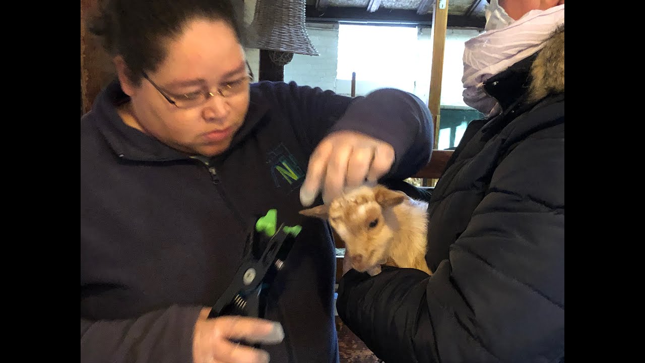 Oormerken moet, ook op BuurtBoerderij De Nijkamphoeve