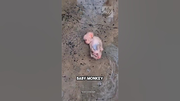 This woman rescued a baby monkey! #monkey #rescue