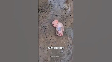 This woman rescued a baby monkey! #monkey #rescue