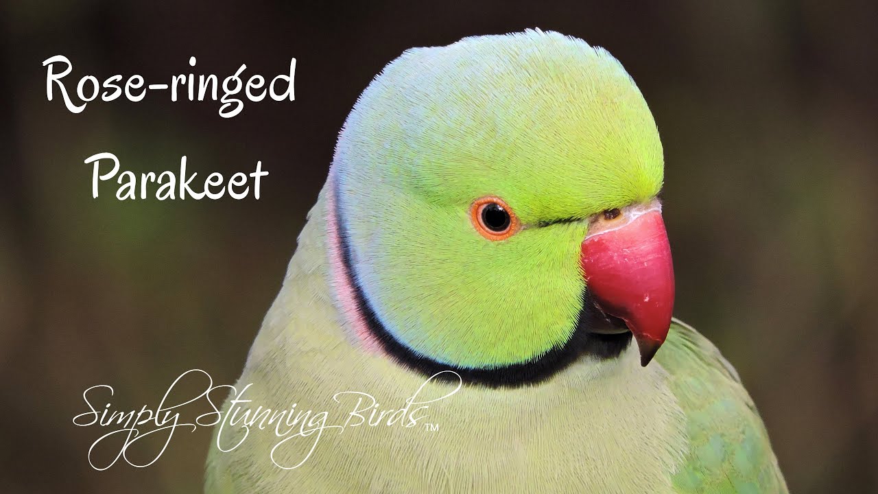 Rose-ringed Parakeet | Breeding City Parakeets in London Feed on Nuts.