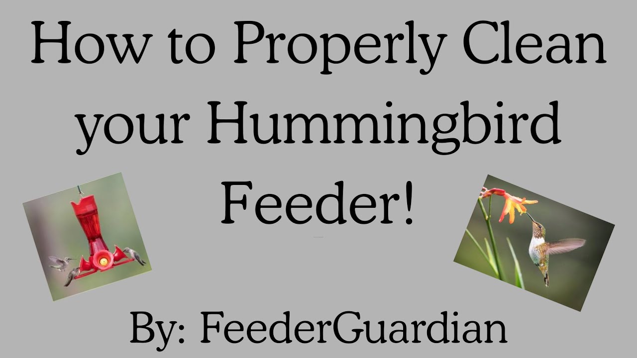 How to Properly Clean Your Hummingbird Feeder for the Season! 