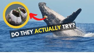 Do whales try to remove barnacles?