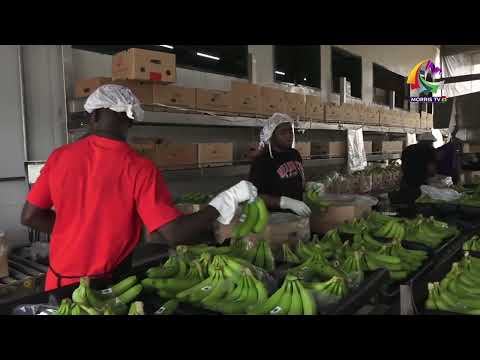 Woow Ato Forson Storms French lnvestors Bigest Organic Banana Farm in the World at...