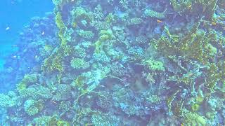 Одинокий #nisonreef #redsea #нильсориф