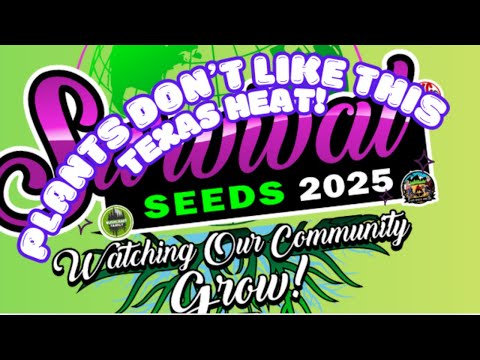 Survival Seed Update #8. You can tell Summer is here! #survivalseeds2025 #survivalseedscollab