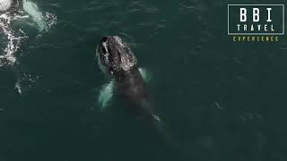 IJsland excursie Orka \u0026 Walvis Safari Snaefellsness - BBI Travel