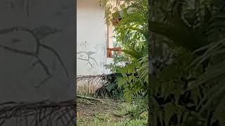 Tante Icha Pasrah, Pemburu Tembak Salah Sasaran Kosong