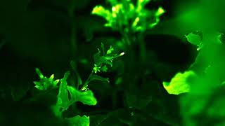 Glowing plants compilation screenshot 3