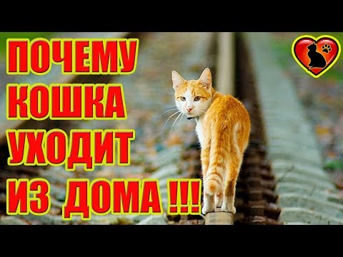 7 причин, почему кошка уходит из дома!