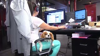 Taking your dog to work