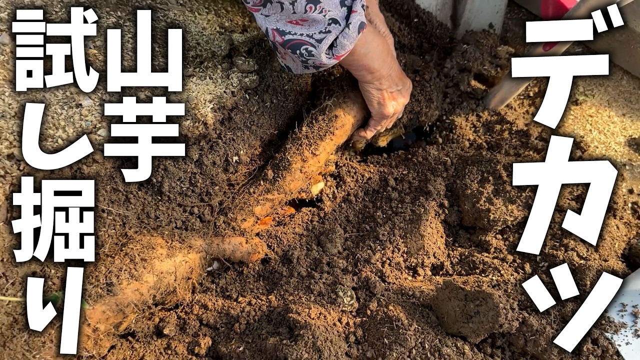 予想を超える量・形】ひろちゃんホクホク【長芋】 - YouTube