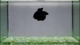 J95 Male Fancy Blue HM Premium Grade from Thailand.