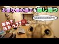 ルトロゼの悪事が判明したお留守番動画【ほぼノーカット】