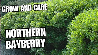 How to Grow and Care for Northern bayberry