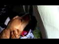 Pumpkin misses Pancho
