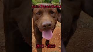 When saying goodbye to man's BEST FRIEND - See you again.