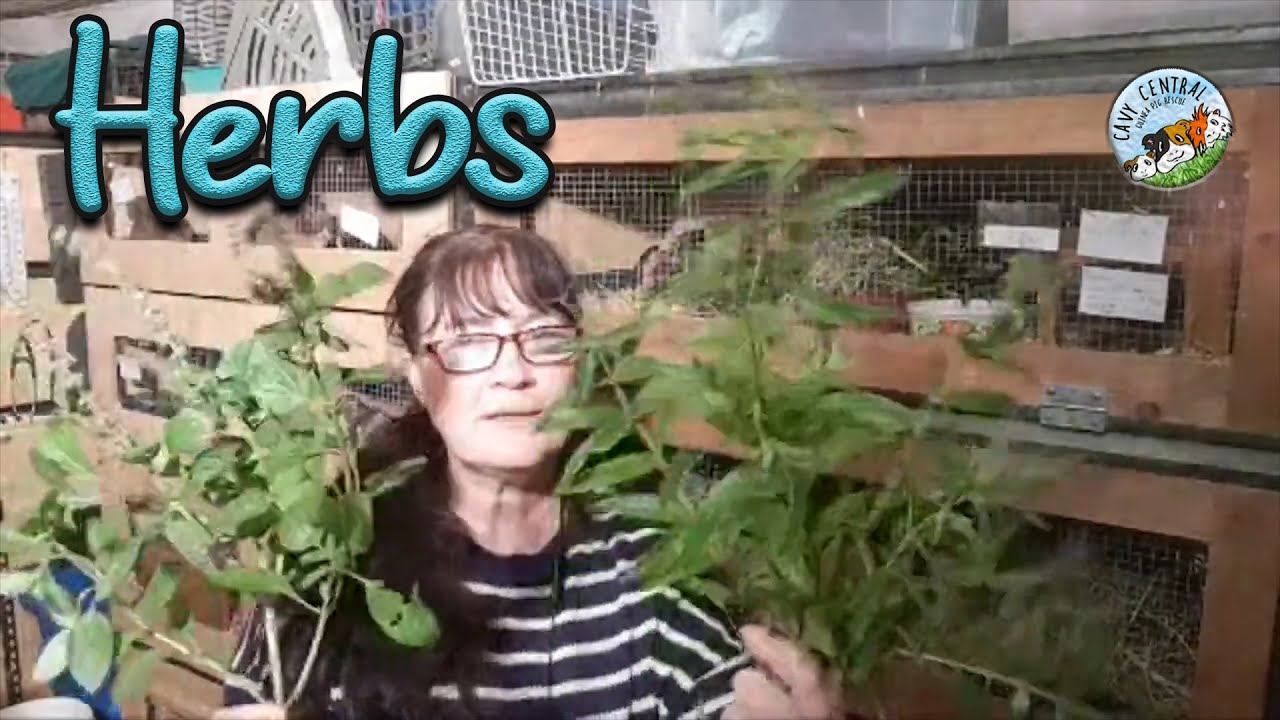 Picture of Hello - Herbs for guinea pigs and what they can and can't eat in their ...
