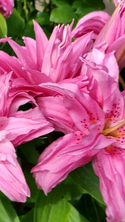 🌹💕Махровые КРАСОТКИ 😍 ЛИЛИИ бывают Разные 🌹