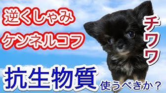 逆くしゃみ Youtube