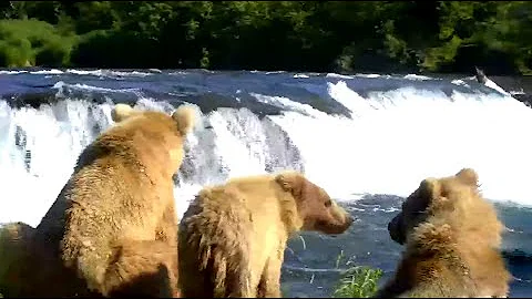 Grazer and her cubs. Explore.org 29 June 2021
