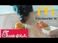 Rottweiler chooses a Burger |32