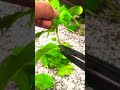 😁 Raspberry Mint Tea #shorts #gardening #growyourownfood