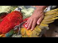 медосмотр попугая Арчи , считаем перышки и коготки ) medical examination of Archie's parrot