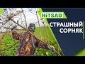 Срочно! Избавляемся От Борщевика Сосновского ✔️ Как вывести злостный сорняк 🔥 Советы От Хитсад ТВ