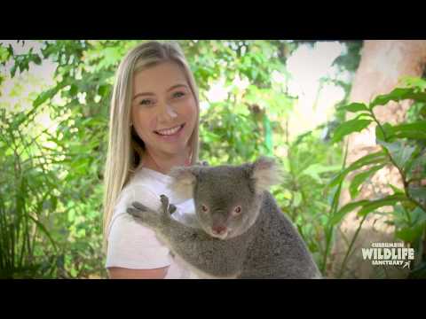 Wideo: Opis i zdjęcia Currumbin Wildlife Sanctuary - Australia: Gold Coast