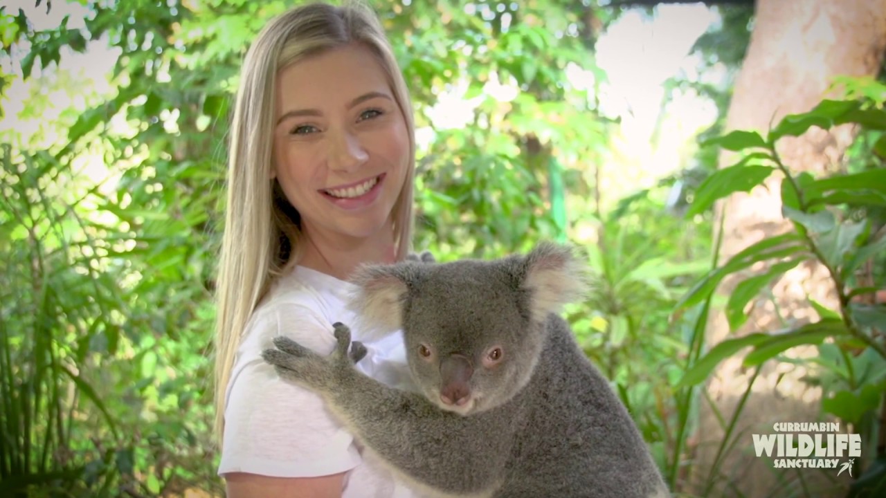 Hold A Koala In Sydney
