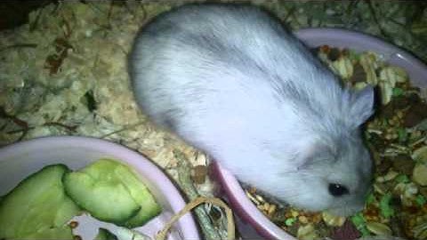 Jelly Button (Dsungarischer Zwerghamster)