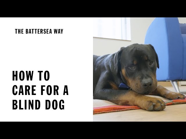 Mental stimulation for blind dogs
