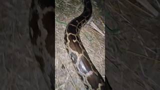 Indian Rock python rescue 💥🐍😮🫡#python #pythonrescue #rescuevideos #snakerescue #youtubeshorts #viral